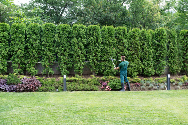 Best Pest Control for Lawns  in Clifton Knolls Mill Creek, NY